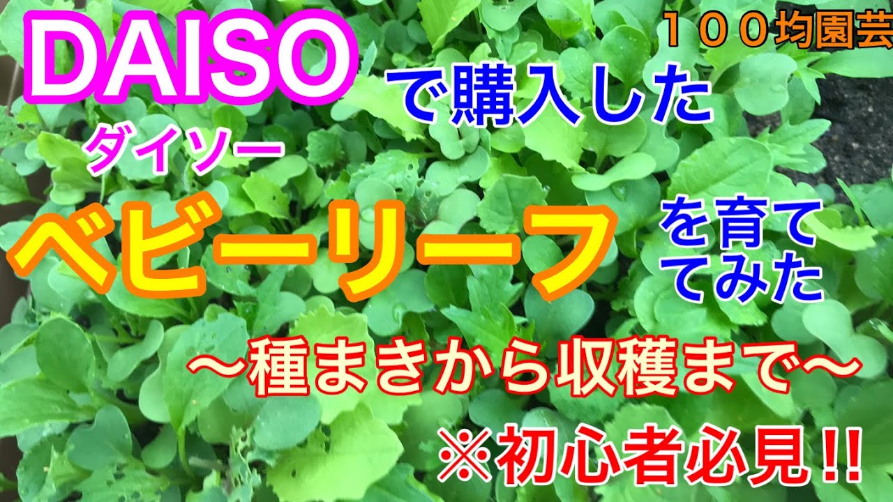園芸初心者が ダイソー で購入したベビーリーフを育ててみた 種まきから収穫まで 100均園芸 Youtube