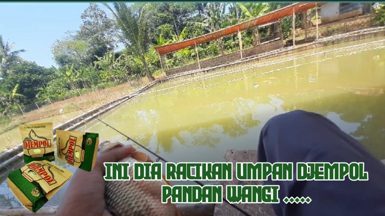 Umpan ikan mas Djempol Pandan Wangi......