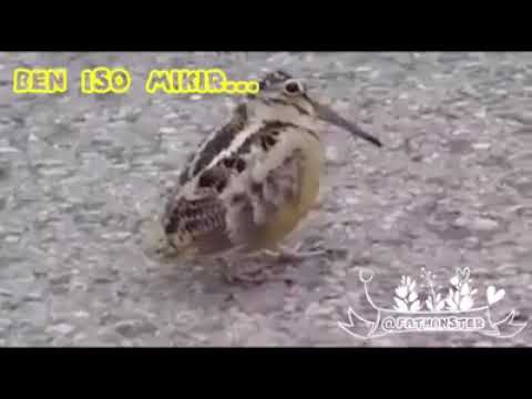 Video Lucu Burung Joget Bikin Ngakak Youtube