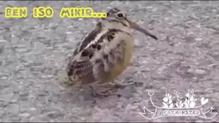 Video lucu  😅😅 burung joget bikin ngakak