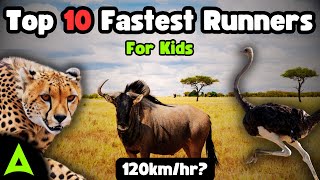 Speedy Land Animals | Top 10 Runners