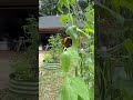 Garden update 2 #gardening