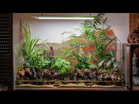 Building A Giant Jungle Paludarium For Vampire Crabs
