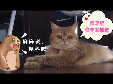 【英短猫】肥肥的喵星人“Amber”   British Shorthair cat /英国短毛猫/金渐层/宠物猫