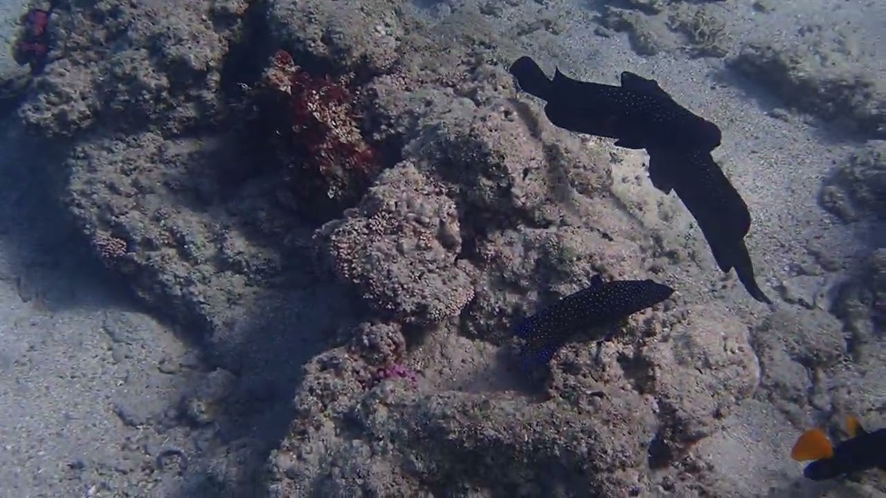 гаруппы и осьминог