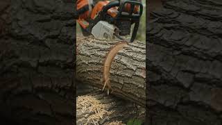 wood cutting by chainsaw ASMR video #asmr #woodworking #wheelsaw #wood