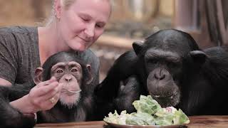 The NEW Chimp Dinner LIVE! 04.17.22 by Myrtle Beach Safari 15,981 views 2 years ago 31 minutes