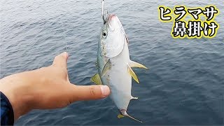 禁断のヒラマサの泳がせ釣り中怒涛の獲物パニック！