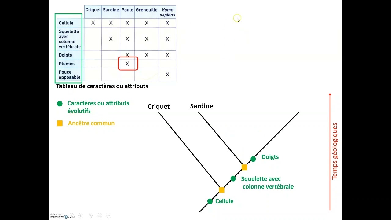 Construire un arbre de parenté - YouTube