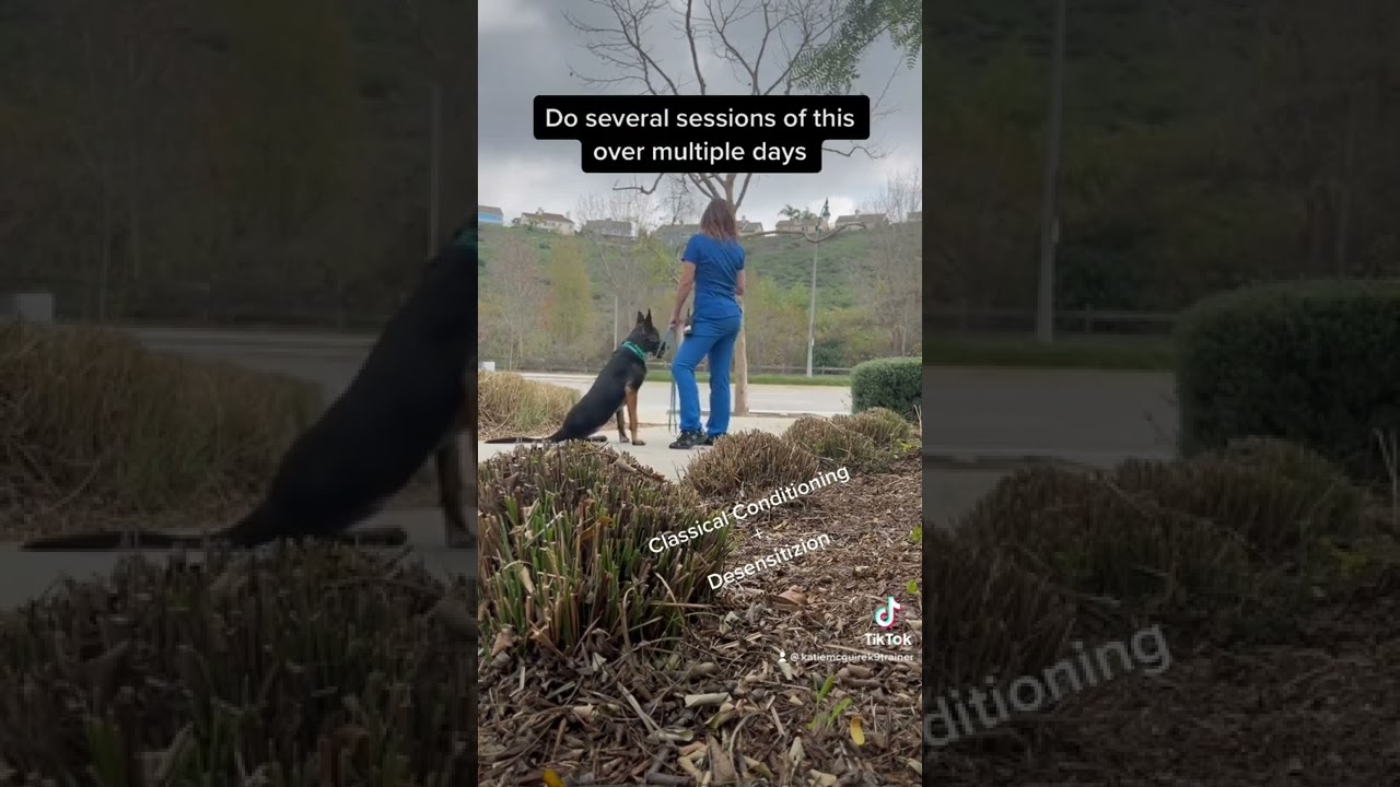 How to Stop a Dog from Chasing Cars