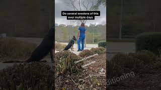 How to Stop a Dog from Chasing Cars by Katherine McGuire 964 views 2 years ago 1 minute, 26 seconds