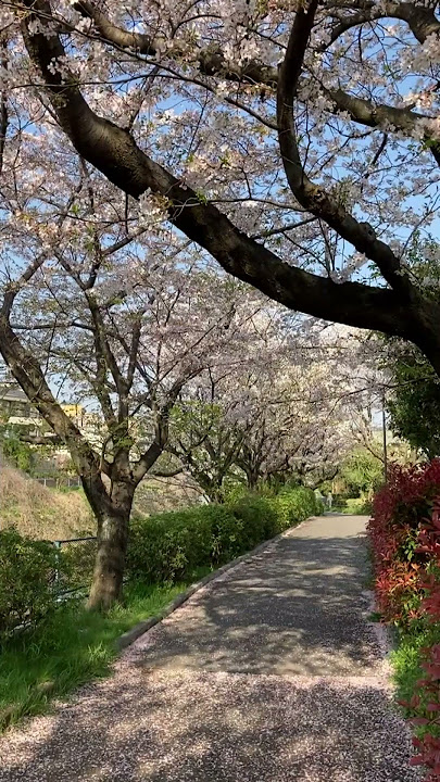 #cherryblossom  #scenery  along a normal river in #yokohama , #Japan. #shorts #横浜の　普通の川沿いの #桜 #風景