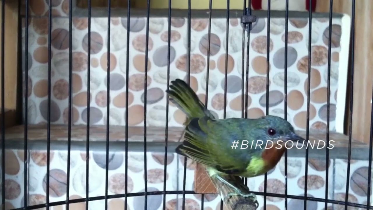Beautiful Female RUBY CHEEKED SUNBIRD with an amazing sound