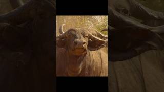 Drought Weakens Prey, Lions Gain the Advantage#wildlife #animals #shorts #video