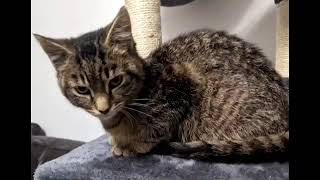 4chan rupert the cat torrent thread