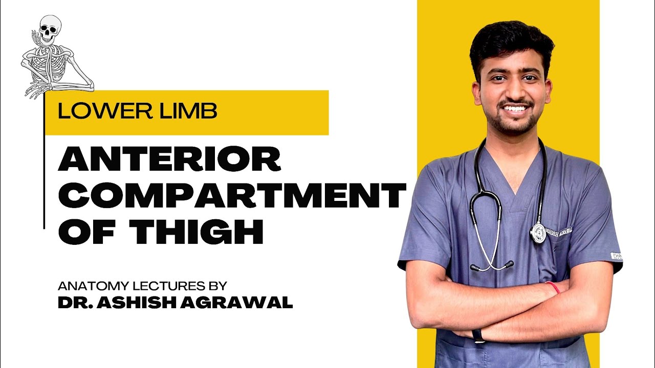 Передний отдел бедра || Анатомия нижних конечностей || Первый год обучения по программе MBBS || Л...