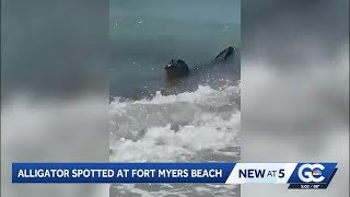 Family Discovers Alligator Swimming Near Fort Myers Beach