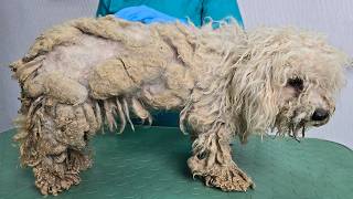 Grooming A Severely Matted Puppy Mill Dog (22 Dogs Rescue)