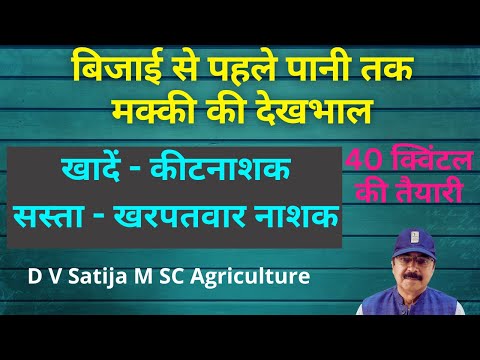 How to Grow Maize | Herbicide for Maize | Maize Shoot Fly