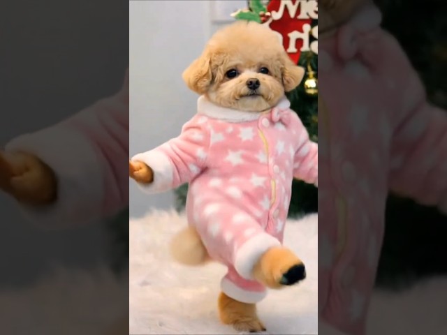 귀여운강아지 ???? ???? ???? #귀여운강아지 #aivideo #aishorts