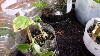 Winter Sowing Freeze Alert -  Dont Make This MAJOR Mistake That I Made