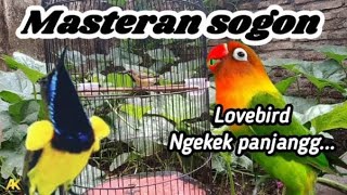 Download Lagu MASTERAN SOGON‼️Lovebird Ngekek Panjang MP3