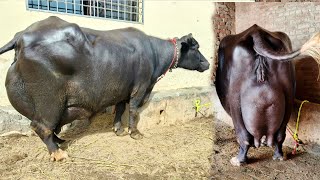 Moin Fahad Eshra One Ghiban 2 Completely Sajri Sui Buffaloes One Cow For Sale 8 October 2025 apna...