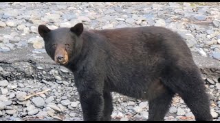 Hidden in Plain Sight: Black Bears Above the Duck Flats | Valdez, Alaska