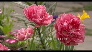Lilies, Tulips and Livingstone Daisies bloom at Wilderness Orchard