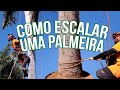 COMO ESCALAR PALMEIRAS E COQUEIROS (Sem machucar a casca) PODA DE PALMEIRA IMPERIAL