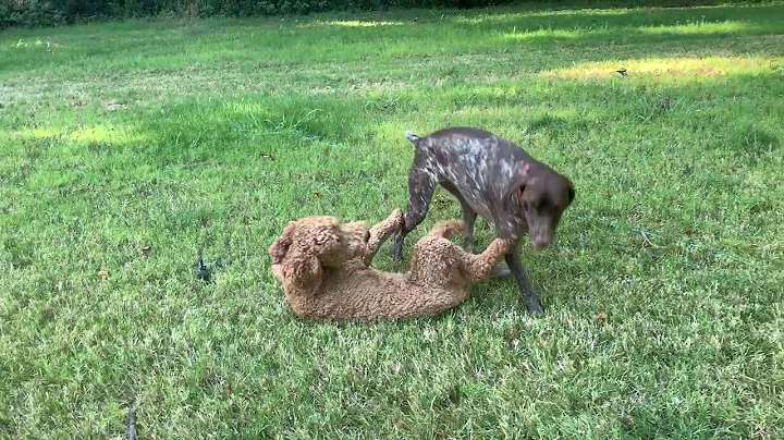 Watch the video about When your other dog is a pointer.