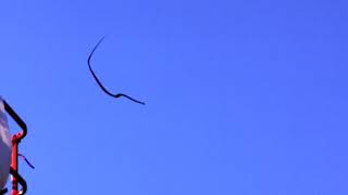 Slow-Motion Video Of A Flying Snake In Side View 1 2019