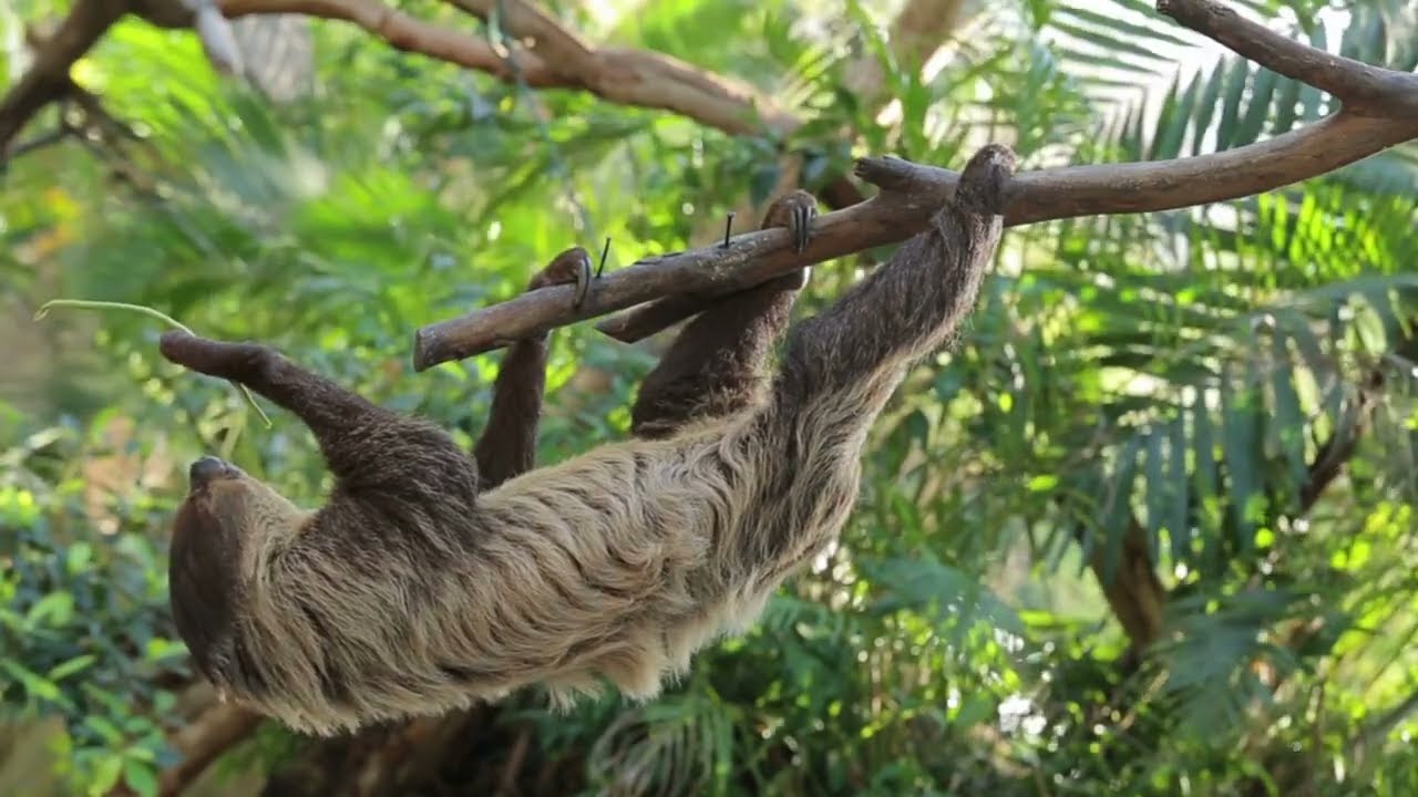 Sloths