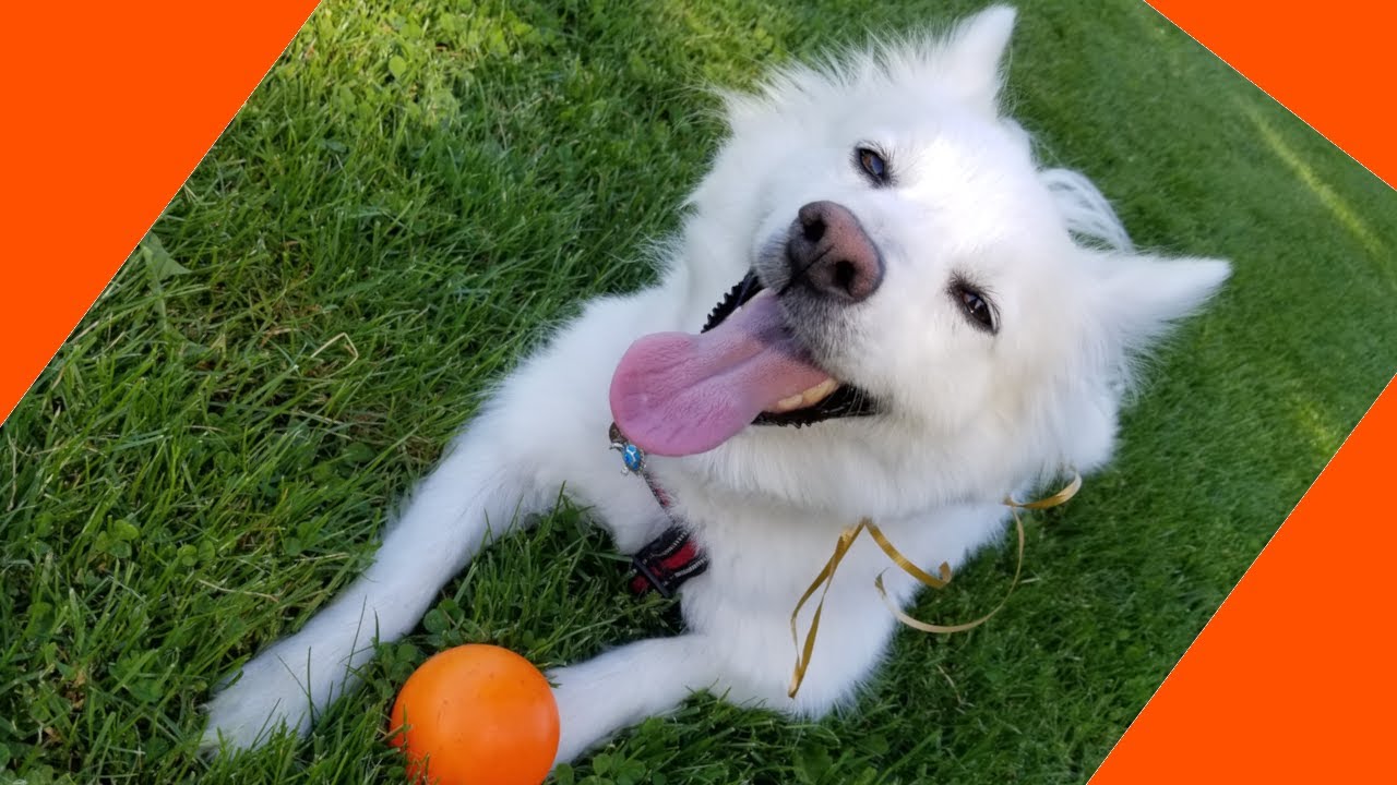 エスキモー ドッグ アメリカン