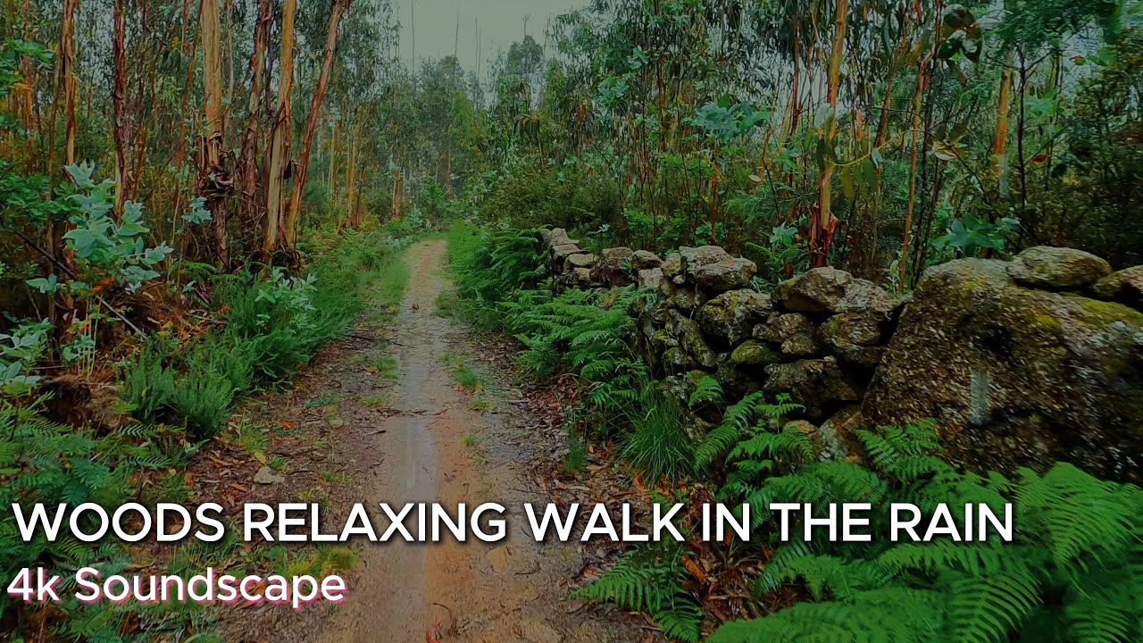 4K Virtual Woods Relaxing Walk in the Rain, Umbrella and Nature Sounds ...