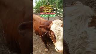 Sapi Bakalan Super Sangat Jinak
