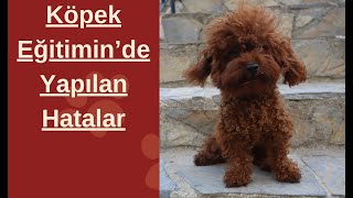 Köpek Eğitimde Yapılan Yanlışlıklar