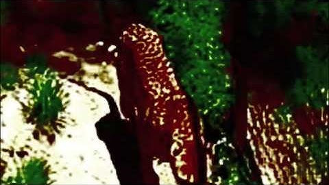 CATALG544 - BEFORE YOU WATCH YOU MUST READ THIS WARNING: