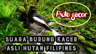 Download lagu Suara Burung Kacer Asli Hutan Filipines Auto Gacor Buat Pancingan mp3