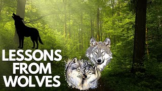 FINDING STRENGTH IN UNITY- Top 5 Teamwork Lessons from Wolf Packs Profile
