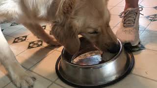 Golden Retriever Bella's First Birthday Pup Cup From Ferris Acres Creamery in Newtown