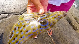 毒魚すら食って生き延びろ！【男3人貧乏釣り生活#3】