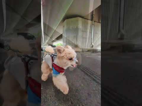 アンコの散歩 雨が降っているので高架下駐車場で散歩しました Shorts Youtube