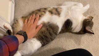 is the cat belly really dangerous? by Cornbap 25,752 views 1 year ago 59 seconds