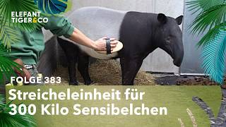 Bürsten bis zum Umfallen (Folge 383) | Elefant, Tiger & Co. | MDR