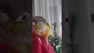 Ричи Говорит