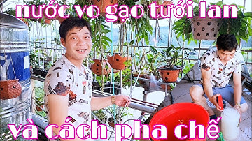 Nước vo gạo có tác dụng gì, cách pha nước vo gạo để tưới lan | trồng lan ban công