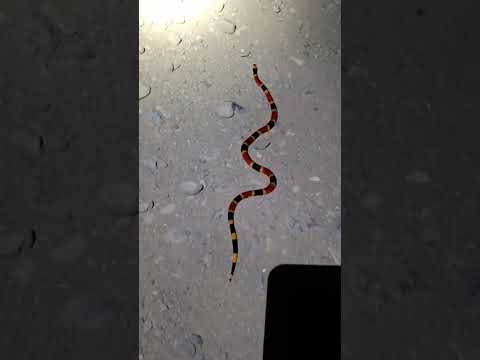 Caribe Sur – Coral Snake (Micrurus mosquitensis) | Highly Venomous