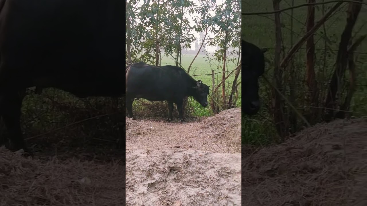 😱😱Murra Bull😱😱 murra baffalo short video, sultan King 💪💪 mor baffalo farm 😱😱