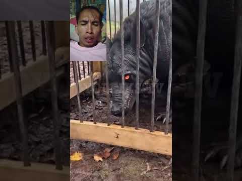 ASWANG NAHULI NILA NAGANYONG ASO #creepy #aswang #viralvideos